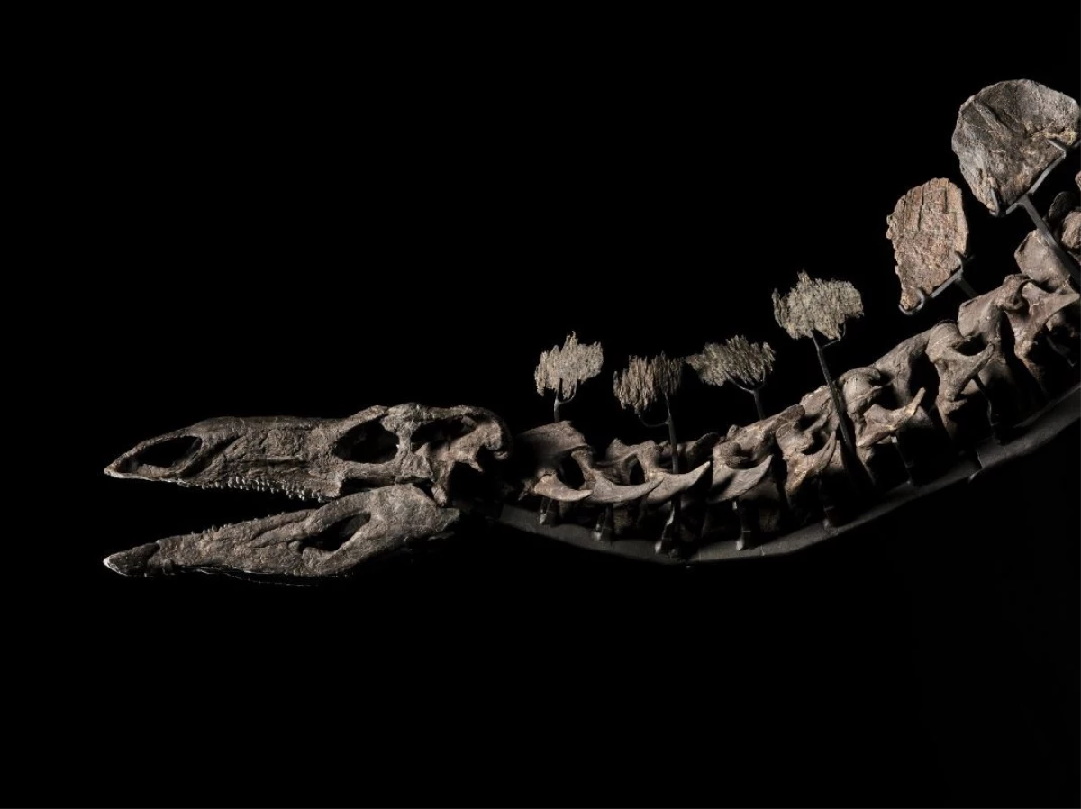 New York’ta Stegosaurus Fosili 44,6 Milyon Dolara Satıldı